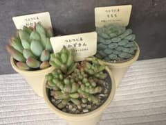 【札つき】つぶつぶ屋さん　3点セット　ポットごと　メルカリ便のサムネイル
