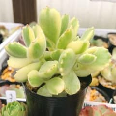 多肉植物　熊童子錦　ラスト　(大きめ)のサムネイル