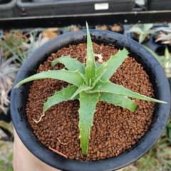 Hechtia sphaeroblasta①（スファエロブラスタ）ディッキア - メルカリ