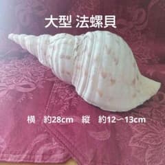 大型 法螺貝 ホラ貝 貝殻 オブジェ インテリア 置物 飾り - メルカリ