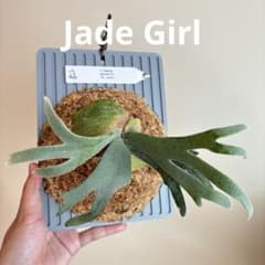 P. Willinckii Jade Girl (TC)【97】 - メルカリ