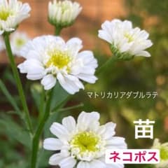マトリカリア ダブルラテ 2ポット4苗【ネコポス】3 - メルカリ
