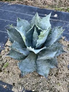 m46037778823_1.jpg?1753278015