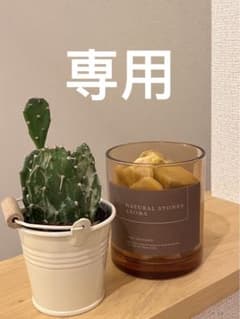 kastane シアージャガードニートのサムネイル