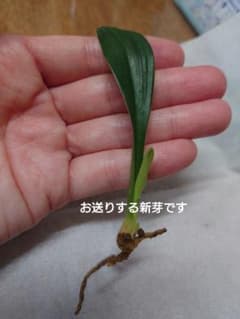 万年青の新芽のサムネイル