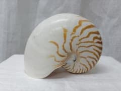 オウムガイ オウム貝 18cm 貝殻 オブジェ 標本 インテリア オウムガイ オウム貝 18cm 貝殻 オブジェ 標本 インテリア - メルカリ