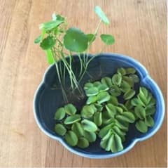 ウォーターマッシュルーム　サルビニアククラータ　水生植物　浮き草　2種のサムネイル