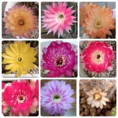 苺花×アテマハック札付きポットごとメルカリ便SSSさん苗 花サボテン ミニ苗 9種セット - メルカリ