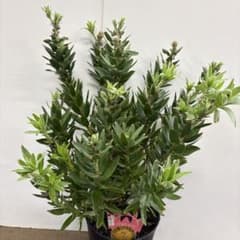 トムちゃん 様専用商品！ リューコスペルマム・カーニバルイエロー