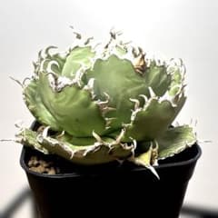 アガベ 鉢植発送 フィリグリー ボール型 極上血統 大株 スペシャル個体