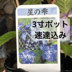 紫陽花　星の雫①のサムネイル