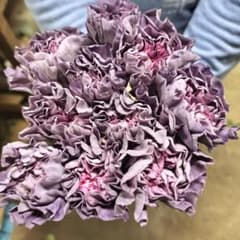 カーネーションマスタング28センチ10本❲切り花生花バラ❳1 - メルカリ