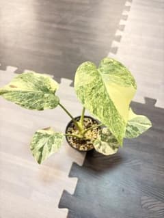 L2】モンステラ デリシオーサ レガシー 極上斑入り 選抜 発根済み
