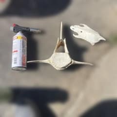 クジラの背骨　置物 中型のサムネイル