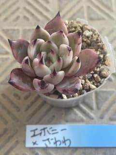 多肉植物 エボニーxざわわのサムネイル