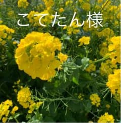 こてたん様のサムネイル