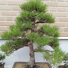 古木　黒松　盆栽　樹上80センチ前後 　鉢下から90センチ前後 古木 黒松 盆栽 樹上80センチ前後 鉢下から90センチ前後 - メルカリ