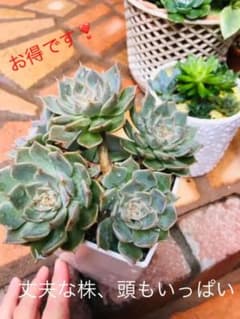 多肉植物ピンクプリティ群生の抜き苗(写真のポット内の全部ですよ)のサムネイル