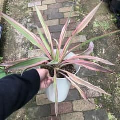ユッカ　グロリオサ　バリエケイティッド　バリエガータ　このサイズラストのサムネイル
