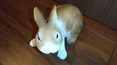 ガーデニングや多肉植物の横に置くと可愛いうさぎちゃん。のサムネイル