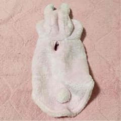 ❇︎犬のうさちゃんコス❇︎のサムネイル