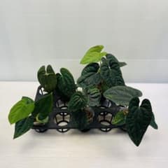 ち*え様 YM410 5株セット アンスリウム ルクスリアンス × AOS ハイ