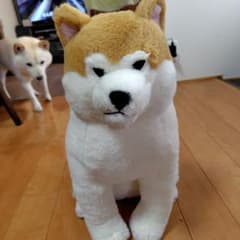 アミューズ ぬいぐるみ 柴犬のサムネイル
