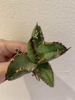 Goodtaniku の出品した商品 - メルカリ