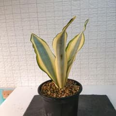サンスベリア ムーンシャインスプラッシュ 多肉植物 観葉植物のサムネイル