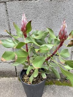 キングプロテア リトルプリンス 鉢植え - メルカリ