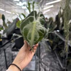 アロカシア ヴェノム Alocasia 'Venom' 管理番号s282 - メルカリ