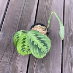 マランタレモンライムのサムネイル