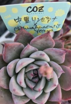 多肉植物…エケベリア♬*°中里リンゼアナ×チワワエンシスイエコラ♡のサムネイル