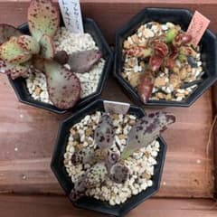多肉植物　アドロミスクス　セットのサムネイル