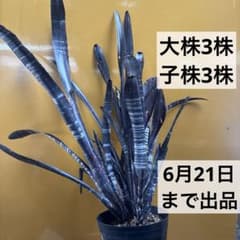 ビルベルギア　特大株　ダースベイダーのサムネイル