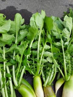 【北海道限定販売】新鮮野菜 ビタミン大根葉　北海道産 - 4