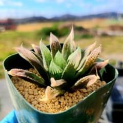 E*n様 ナイルの一滴 実生 透明選抜 S1-10 現物 多肉植物 ハオルチア ナイルの一滴 実生 透明選抜 S2-001 ② 多肉植物 多肉植物 ハオルチア