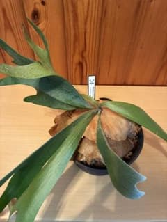 ビカクシダ アルシコルネ 　　　　　GW期間セールのサムネイル