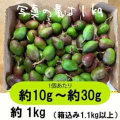 【緑10-6】約9.5kg　グリーンマンゴー 青マンゴー　マンゴー　摘果マンゴー 緑/青10-6】約9.5kg グリーンマンゴー 青マンゴー 摘果マンゴー - メルカリ