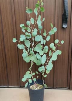 まん丸葉が可愛い❤️ ユーカリ ポポラス 鉢植えG 苗 苗木 シンボル