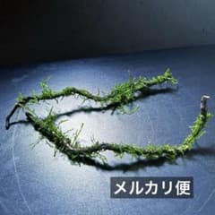 ウィローモス付き流木 ブランチウッド 2本セット 無農薬 メルカリ便