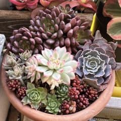 多肉植物♡寄せ植え 抜き苗 - メルカリ