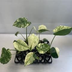 ウ*ニ様 MS096 6株セットモンステラ ホワイトモンスター 天津蘭 斑入りデ ウ*ニ様 MS096 6株セットモンステラ ホワイトモンスター 天津蘭 斑入り