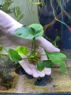 ぽともち(プロフ要確認)様 リクエスト 3点 まとめ商品のサムネイル