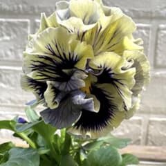 F可愛い♡パンジー♡モルゲンロート♡遊花♡３号♡ポットごと宅急便コンパクト O可愛い♡パンジー♡モルゲンロート♡遊花♡3号♡ポットごと宅急便