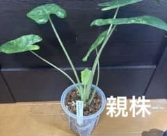 アロカシア オドラ バリエガータ バティック 芋のサムネイル