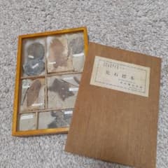 木の葉化石園 化石標本のサムネイル