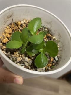 新*す様 長寿花苗　抜き苗のサムネイル