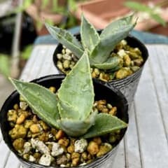 観葉植物 アガベ パリートランカータ 2株 抜き苗 - メルカリ