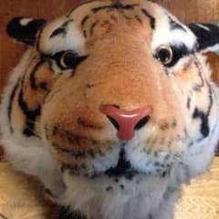 虎のぬいぐるみの顔❤️のサムネイル